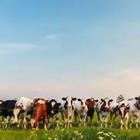 A bunch of cows on a field