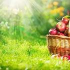 A basket of red apples on the grass